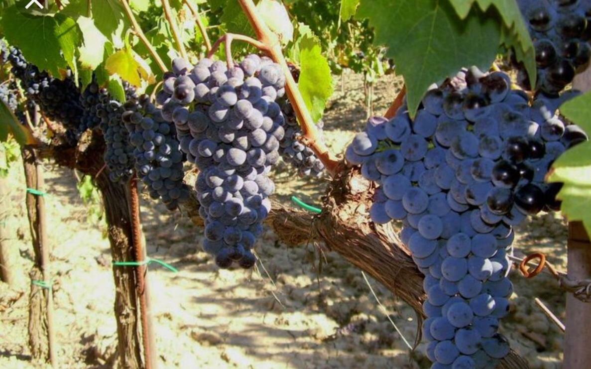 Cordella In Montalcino Wine Resort Exterior foto